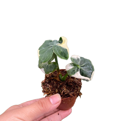 2" Alocasia Mickey Mouse